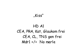 Hollywood vom alten Morgenstern  „Kiss“  HD A1       CEA, PRA, Kat, Glaukom frei       CEA, CL, TNS gen frei Mdr1 +/+  No merle