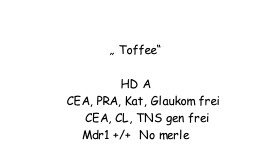 Honey Crunch vom alten Morgenstern  „ Toffee“  HD A      CEA, PRA, Kat, Glaukom frei       CEA, CL, TNS gen frei Mdr1 +/+  No merle