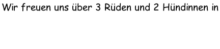 Wir freuen uns über 3 Rüden und 2 Hündinnen in  schwarz-weiss und australian-red!