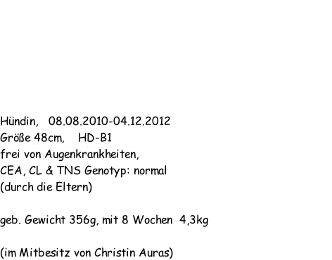 Daiquiri Peach vom alten Morgenstern   Hündin,   08.08.2010-04.12.2012 Größe 48cm,    HD-B1 frei von Augenkrankheiten, CEA, CL & TNS Genotyp: normal  (durch die Eltern)  geb. Gewicht 356g, mit 8 Wochen  4,3kg  (im Mitbesitz von Christin Auras)